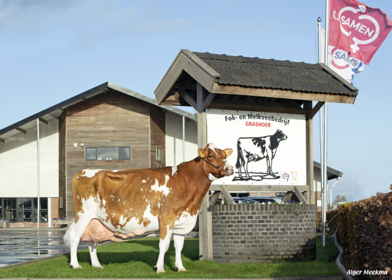 Zwei 100 000 kg Milch-Kühe auf dem Milchviehbetrieb KI Samen