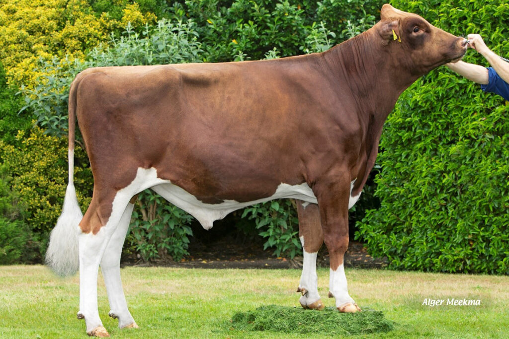 WR Centrum (Crown x Diamondback x Brekem) | aAa 153264