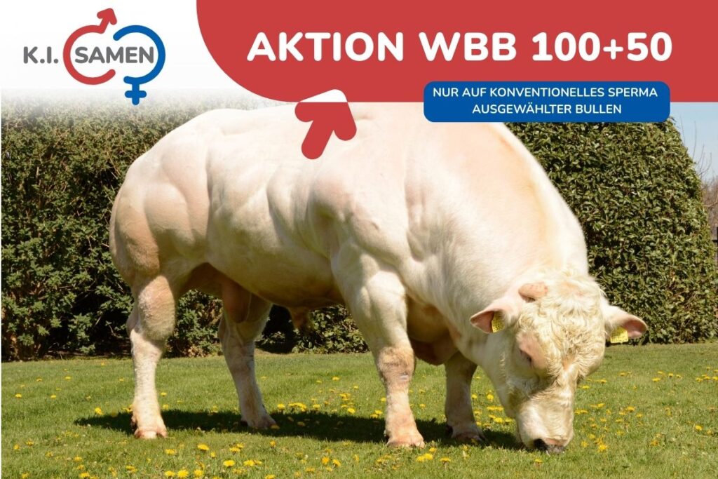AKTION WBB 100+50