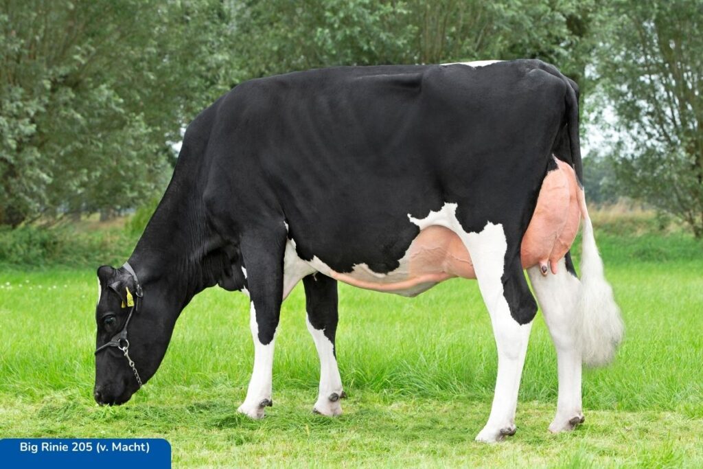 Big Rinie 205 (v. Macht)