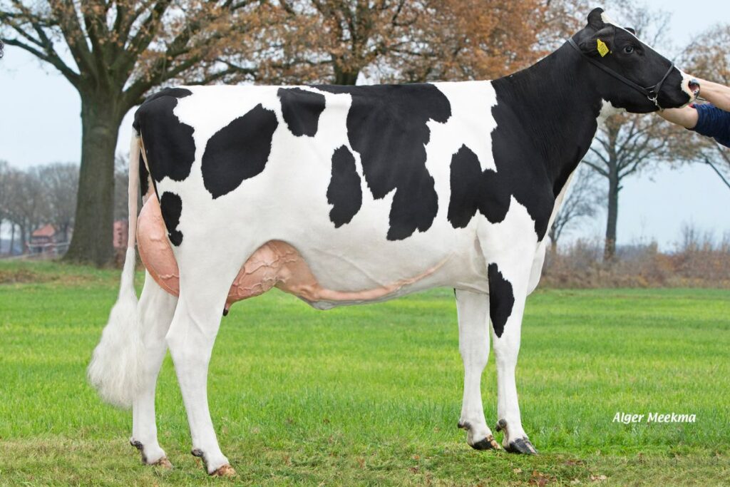 Parade 207 (v. Potency)